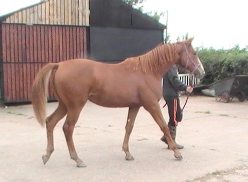 Chestnut Young Horse